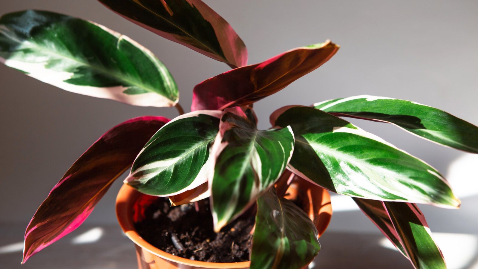 15 Houseplants to Avoid for Beginner Growers