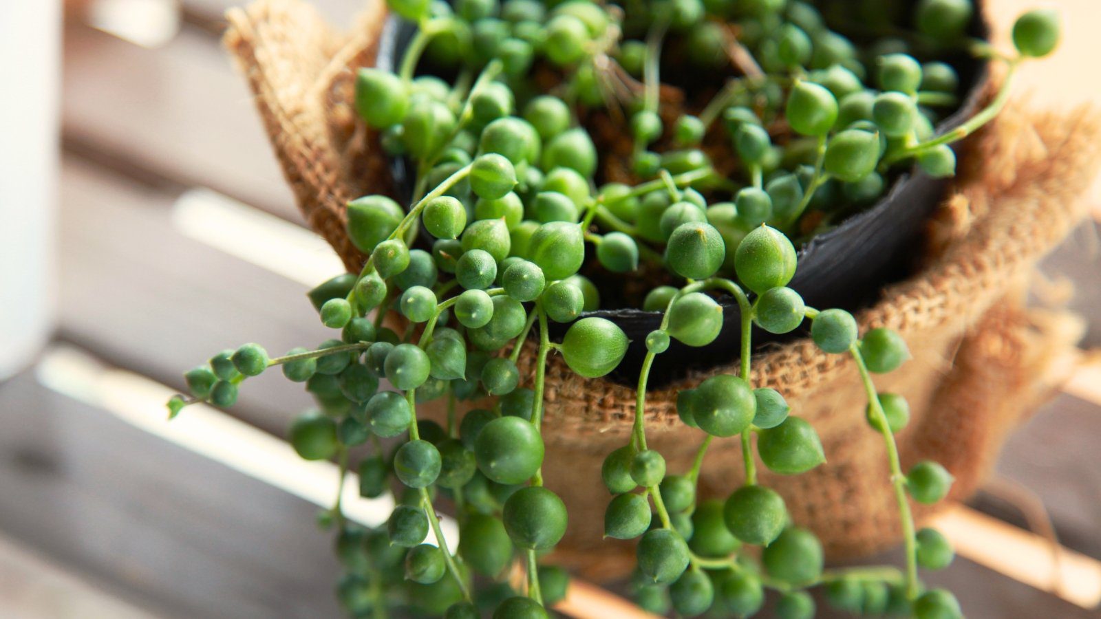 17 Best Houseplants for Allergy Sufferers