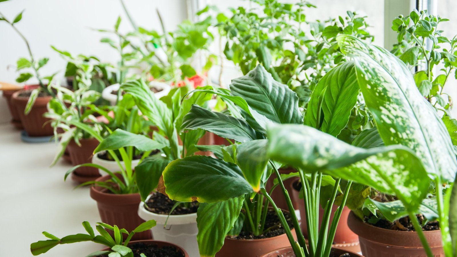 9 Pro Tips for Transitioning Houseplants Indoors for Winter