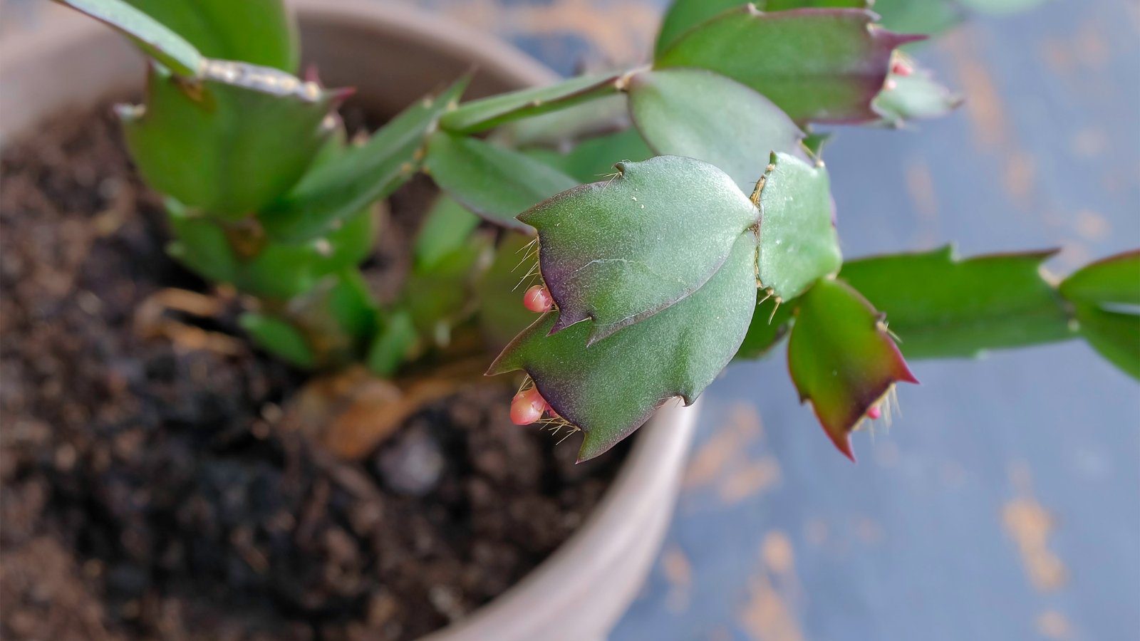 9 Reasons There are No Buds on Your Christmas Cactus This Year