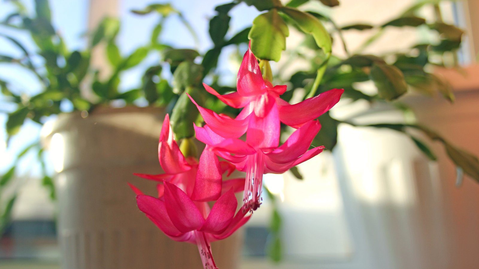 Don’t Make These 7 Mistakes With Your Christmas Cactus