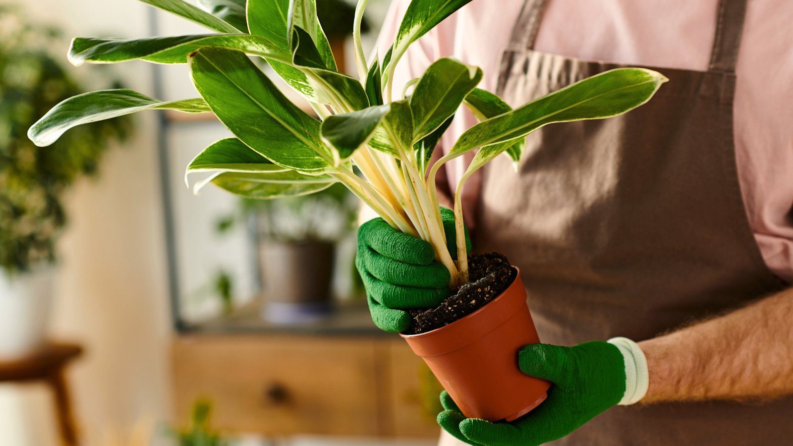 How Long Can You Leave Houseplants in Their Original Plastic Pot?