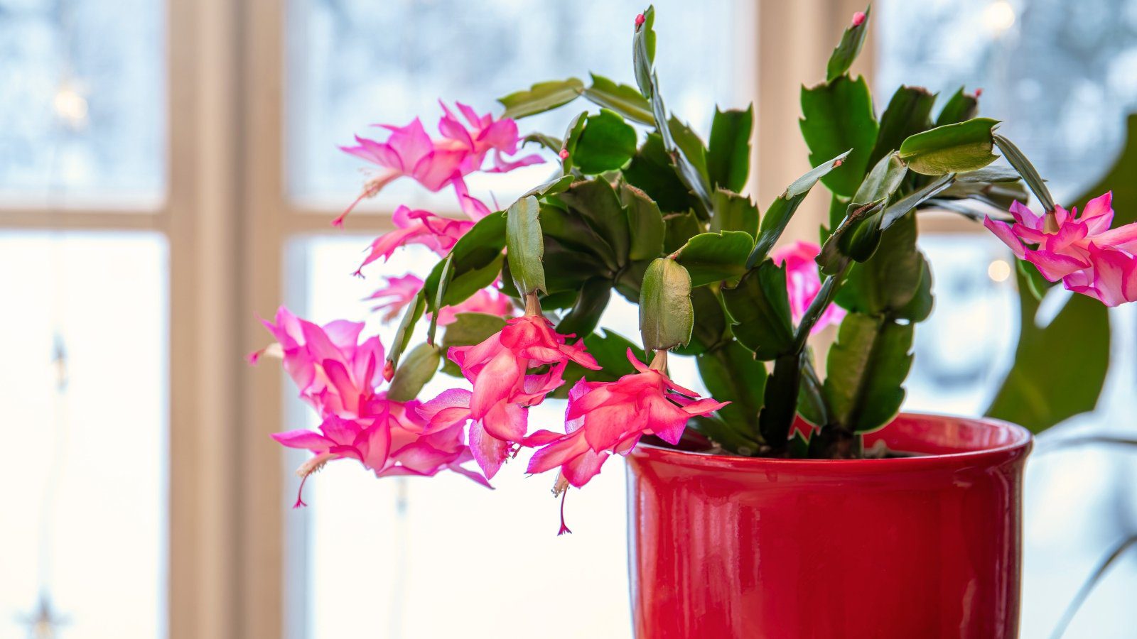 How to Promote Flowering in your Christmas Cactus: 7 Pro Tips