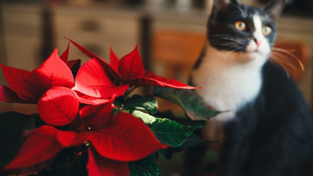 11 Common Holiday Plants That Are Poisonous to Pets