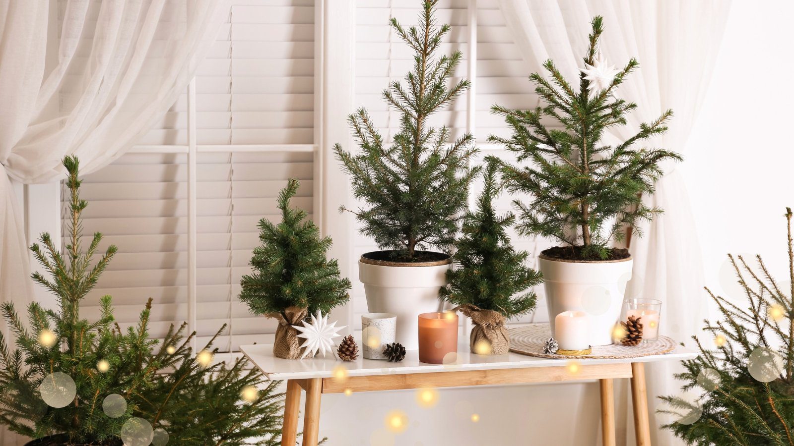 15 Holiday-Inspired Indoor Plant Ideas