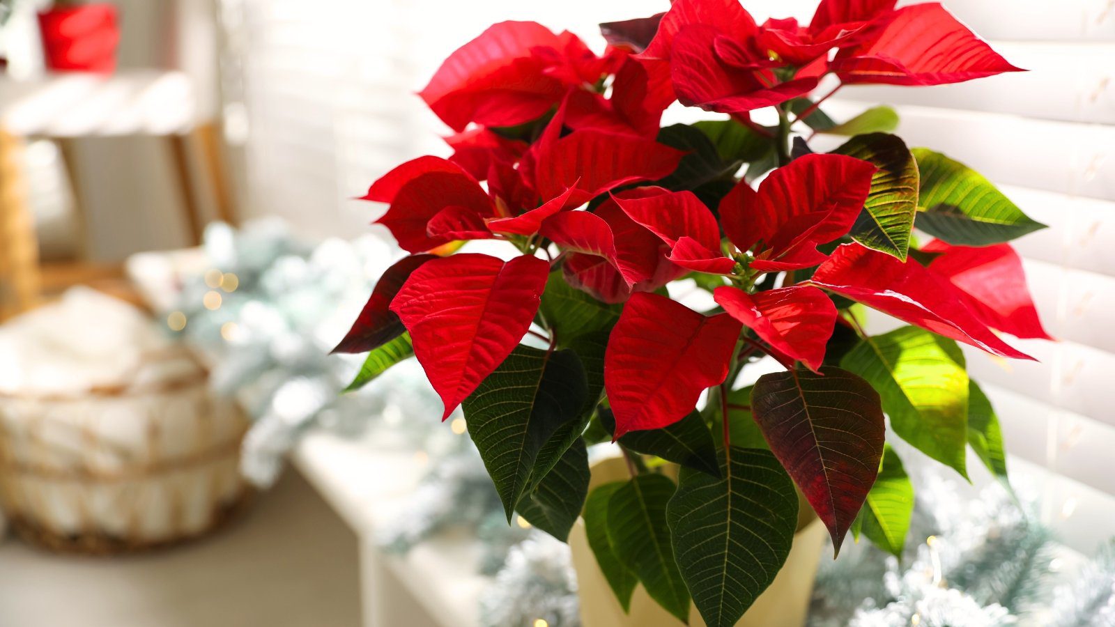 15 Houseplants That Flower in Winter