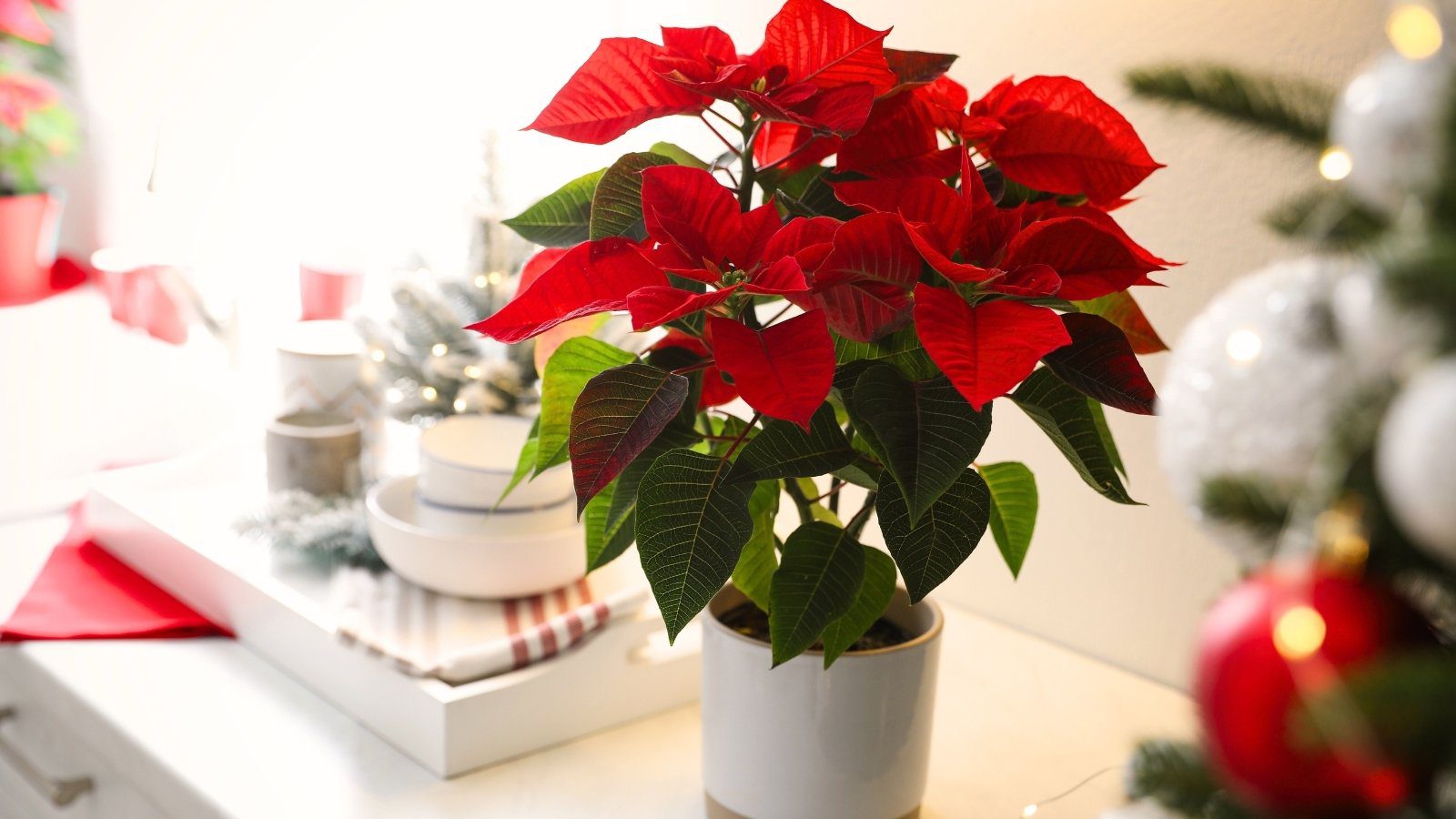 15 Indoor Plants That Show Off Just in Time for the Holidays