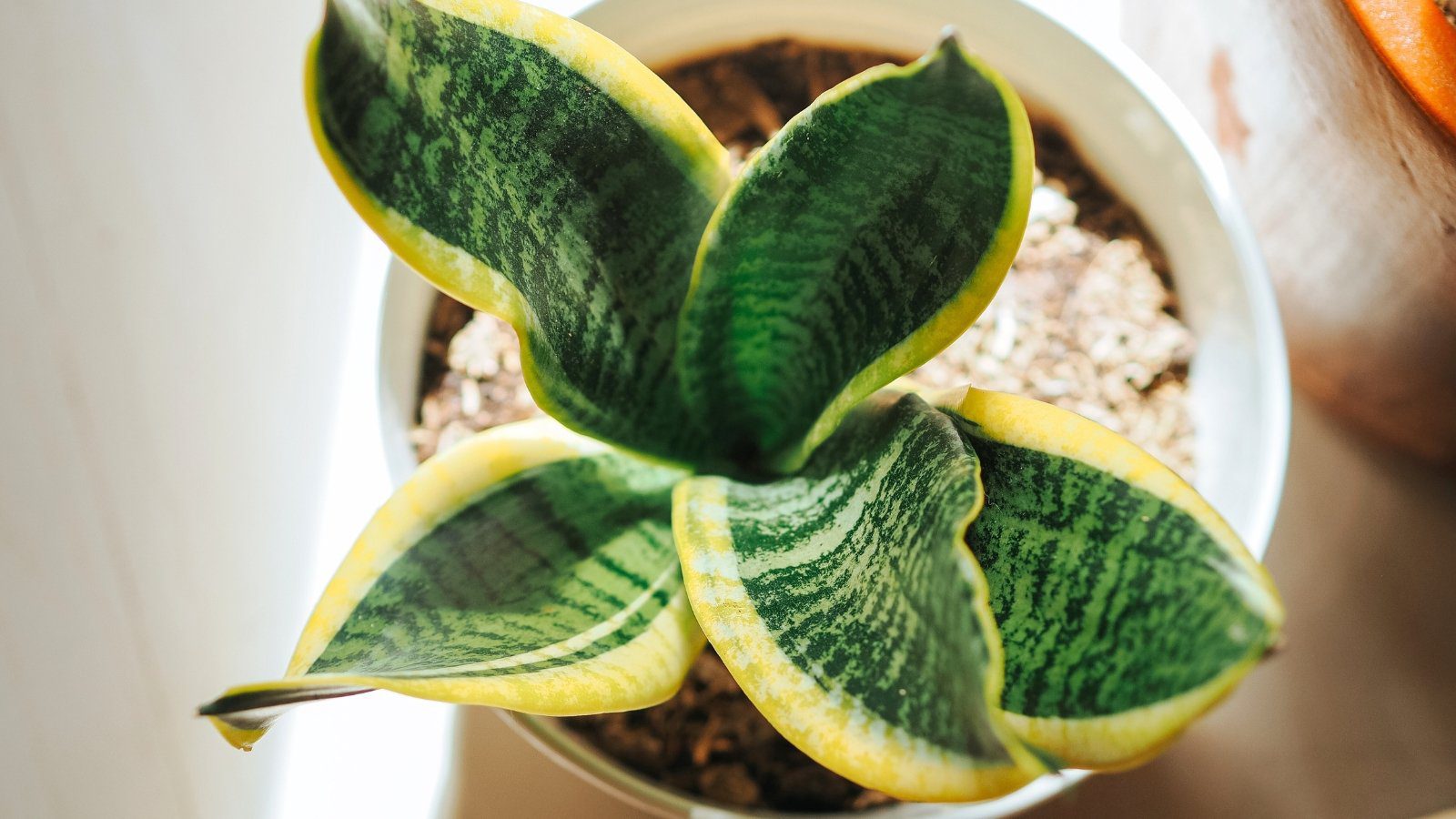 5 Common Snake Plant Mistakes to Avoid This Year