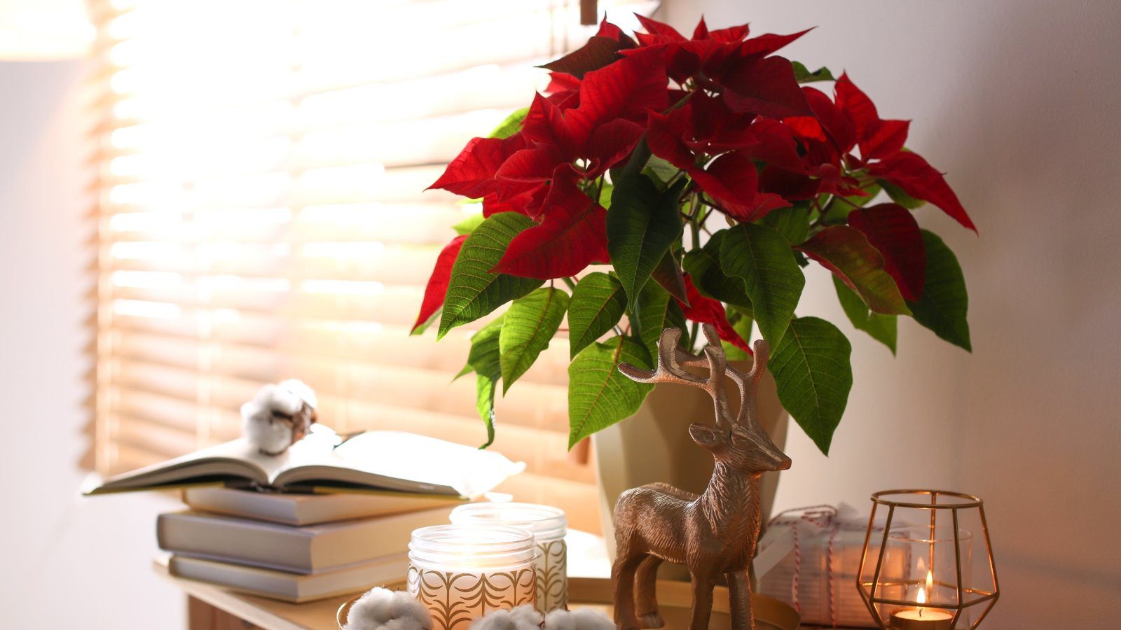 7 Care Tips for Big, Bushy Poinsettias