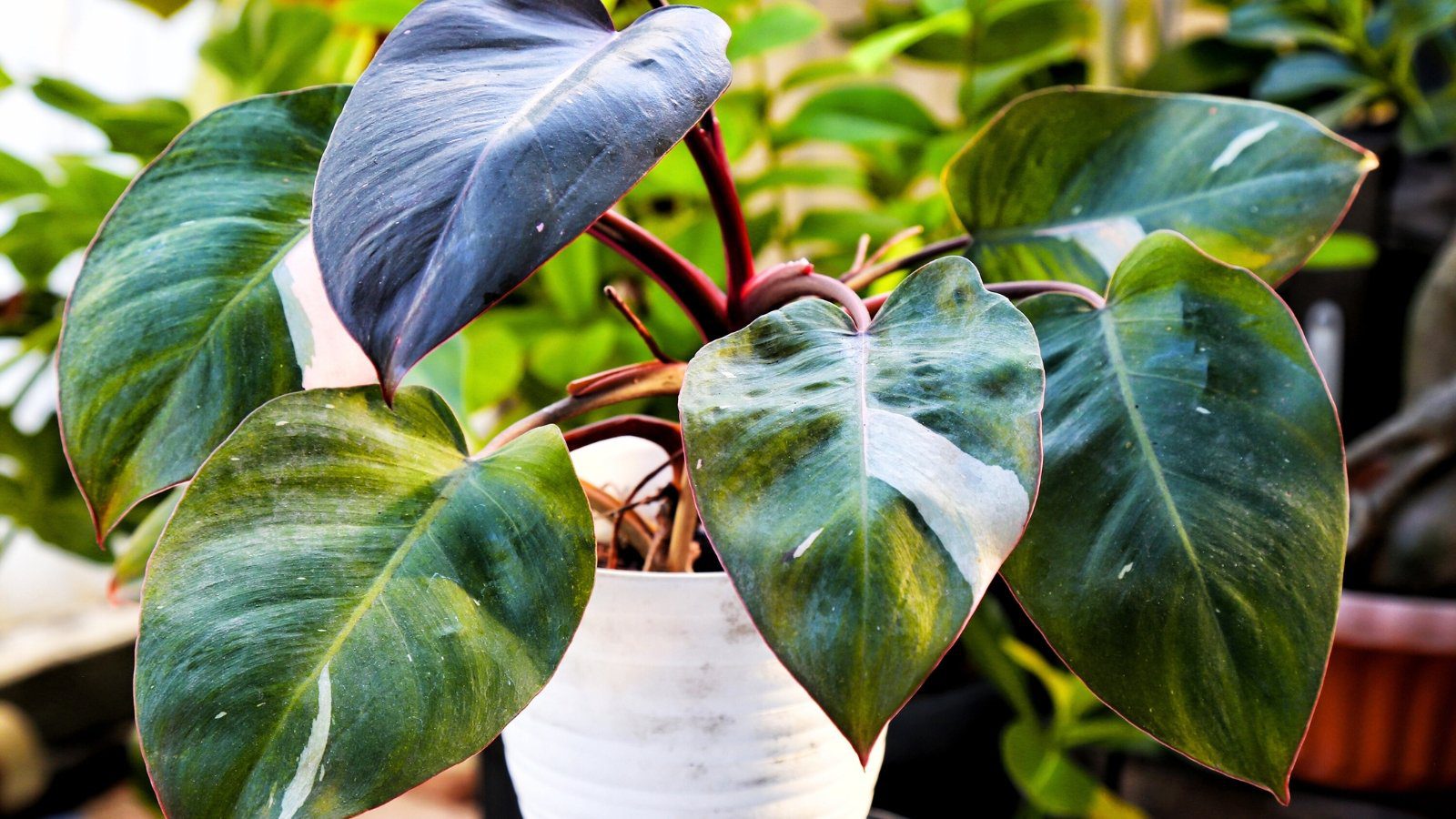 9 Alternatives for Expensive and Hard-to-Find Houseplants