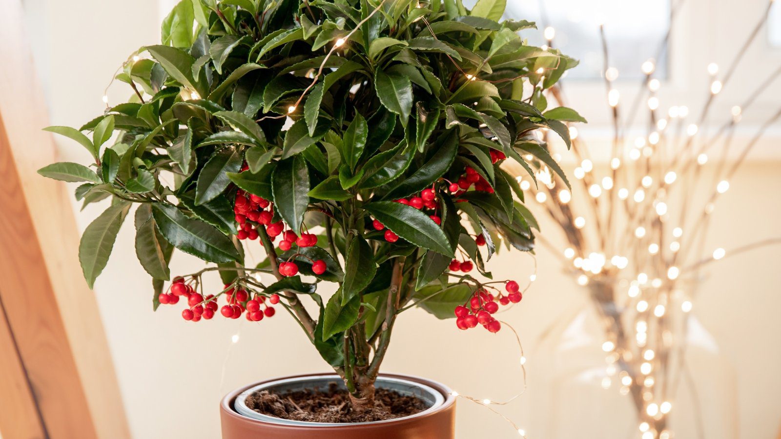 9 Poinsettia Alternative Holiday Houseplants For Your Seasonal Decor