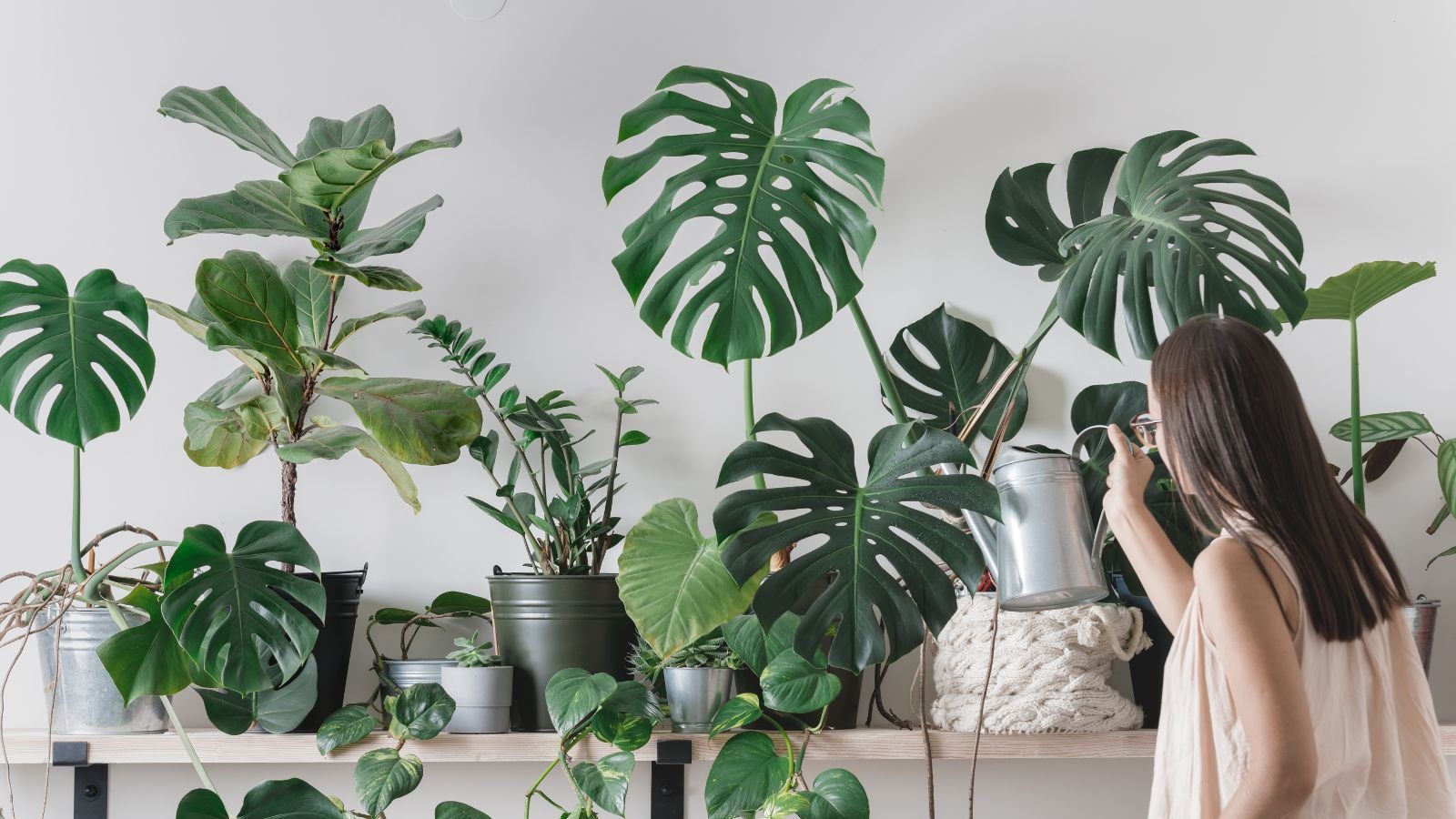 9 Ways You Should Treat Your Houseplants Differently in Winter