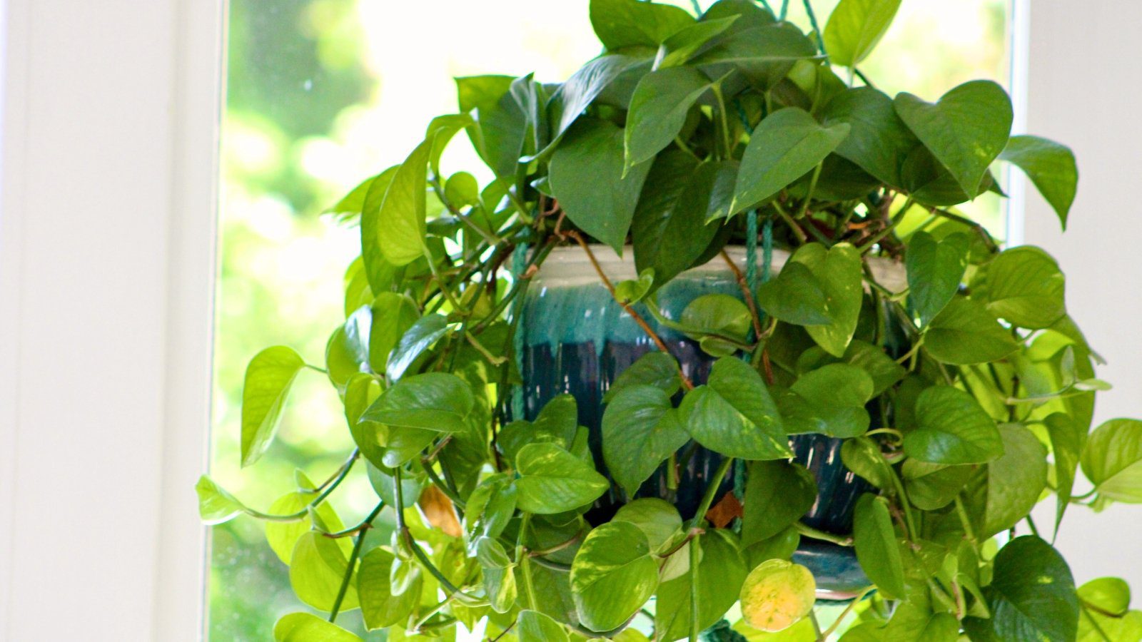 Get a Full and Bushy Pothos Plant With These 5 Tricks