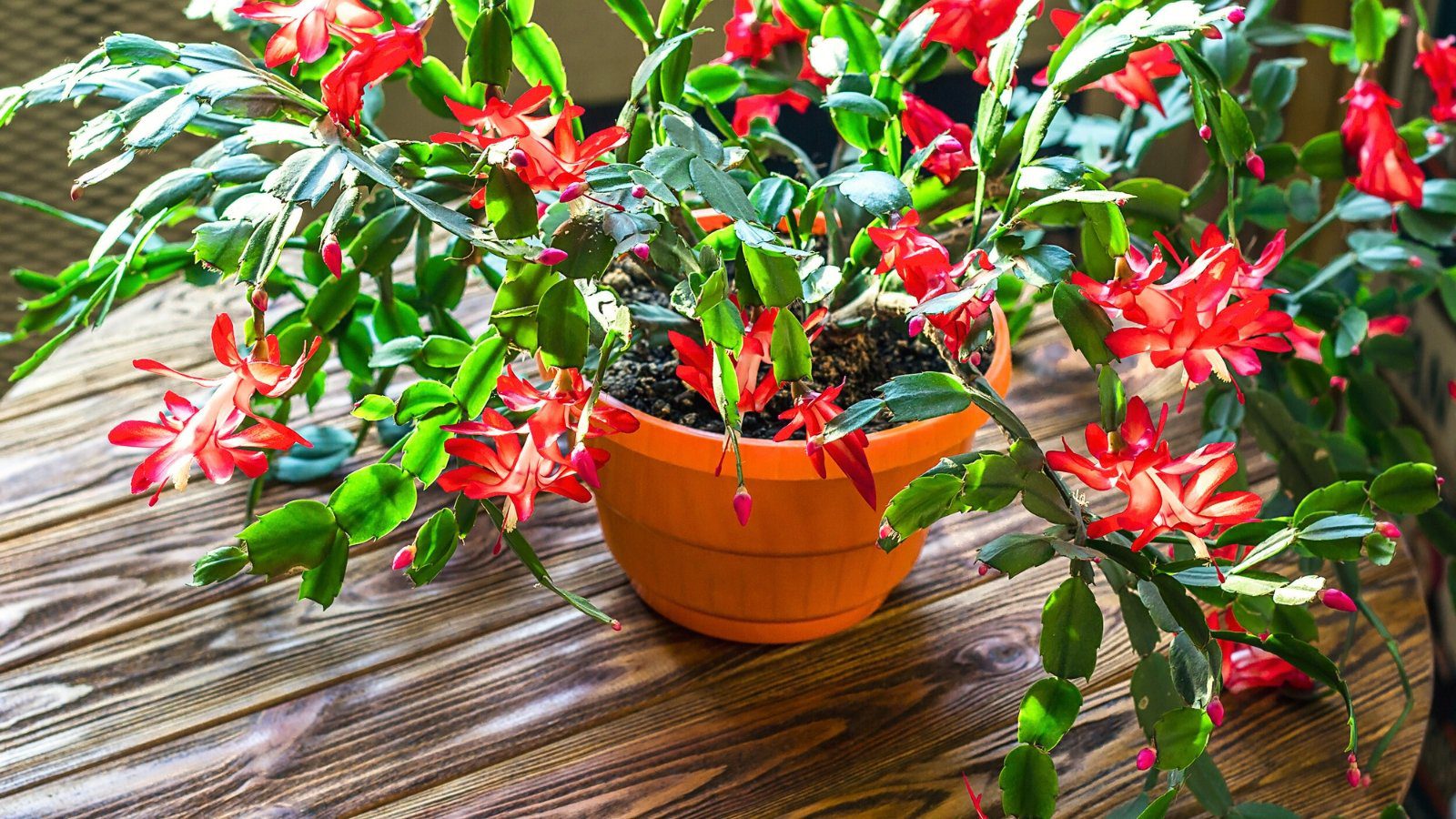 How Long Does a Christmas Cactus Live? 5 Tips for a Long-lived Plant