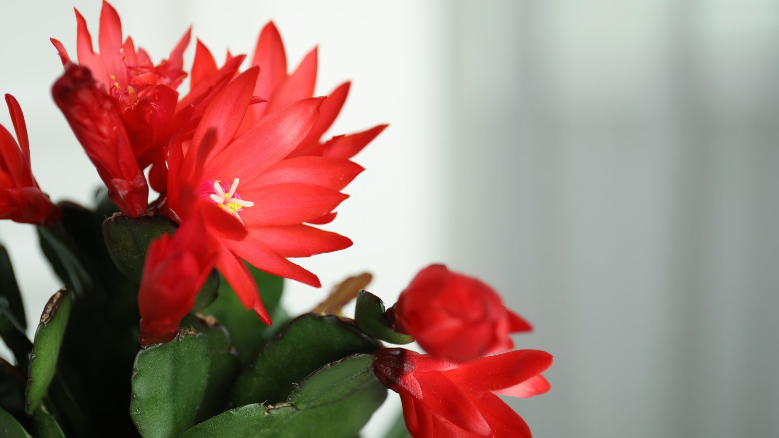 How Much Light Does a Christmas Cactus Need?