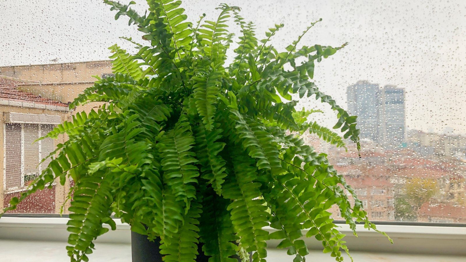 How Not to Kill Your Boston Fern