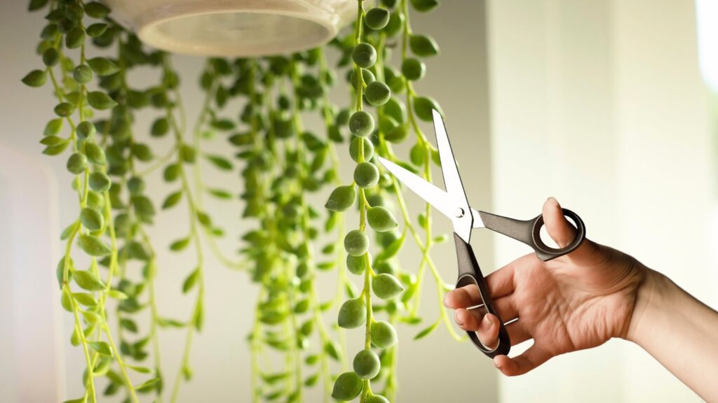 How and When to Prune String of Pearls Houseplants