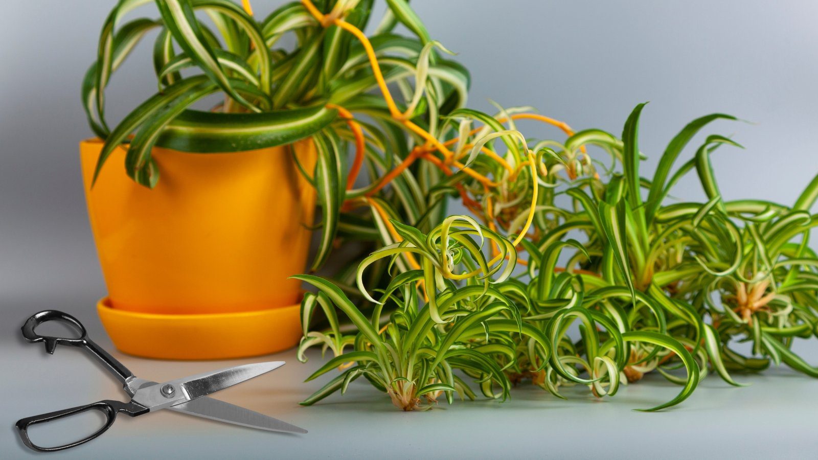 How and Why to Cut Off Spider Plant Babies (Spiderettes)