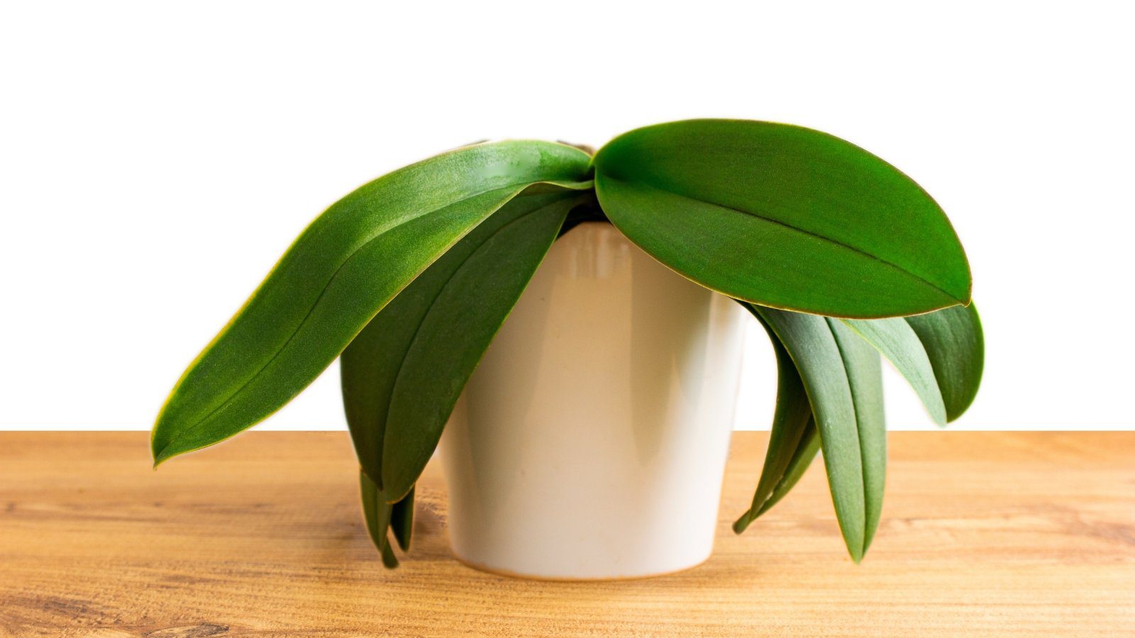 How to Cure Droopy Orchid Leaves in 7 Steps