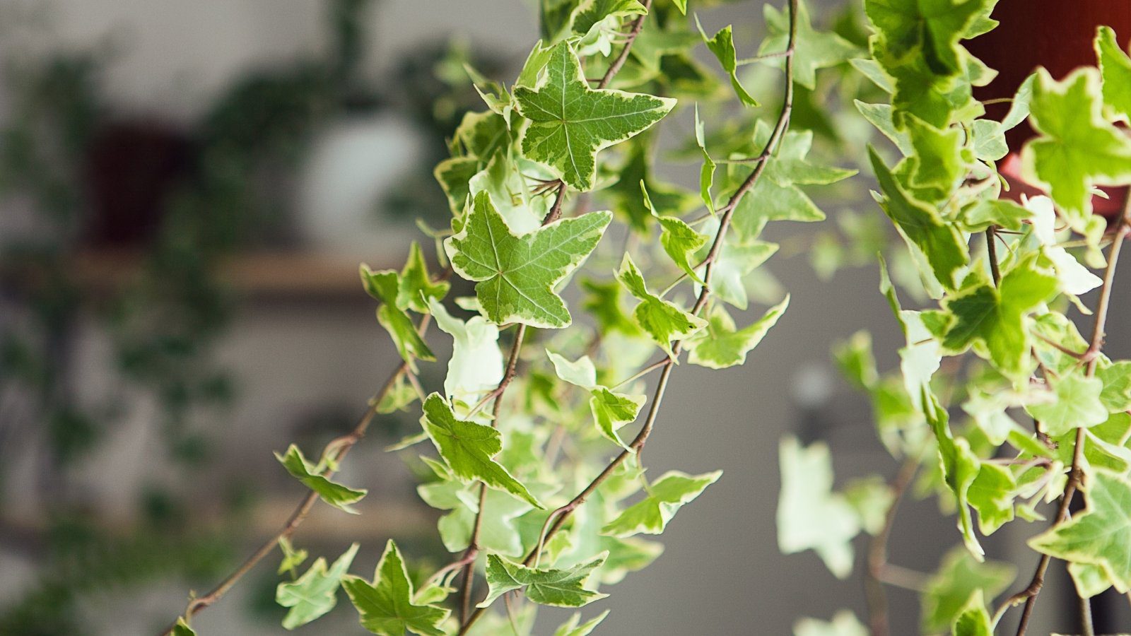 How to Grow Ivy as a Houseplant: 7 Care Tips