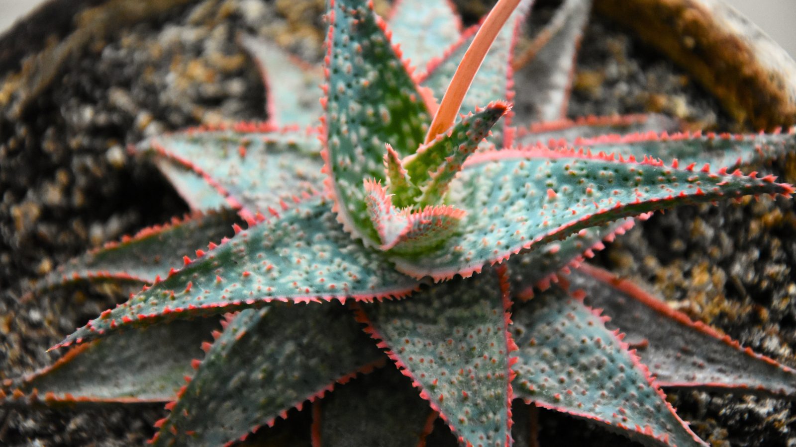 How to Grow and Care for 'Christmas Carol' Aloe