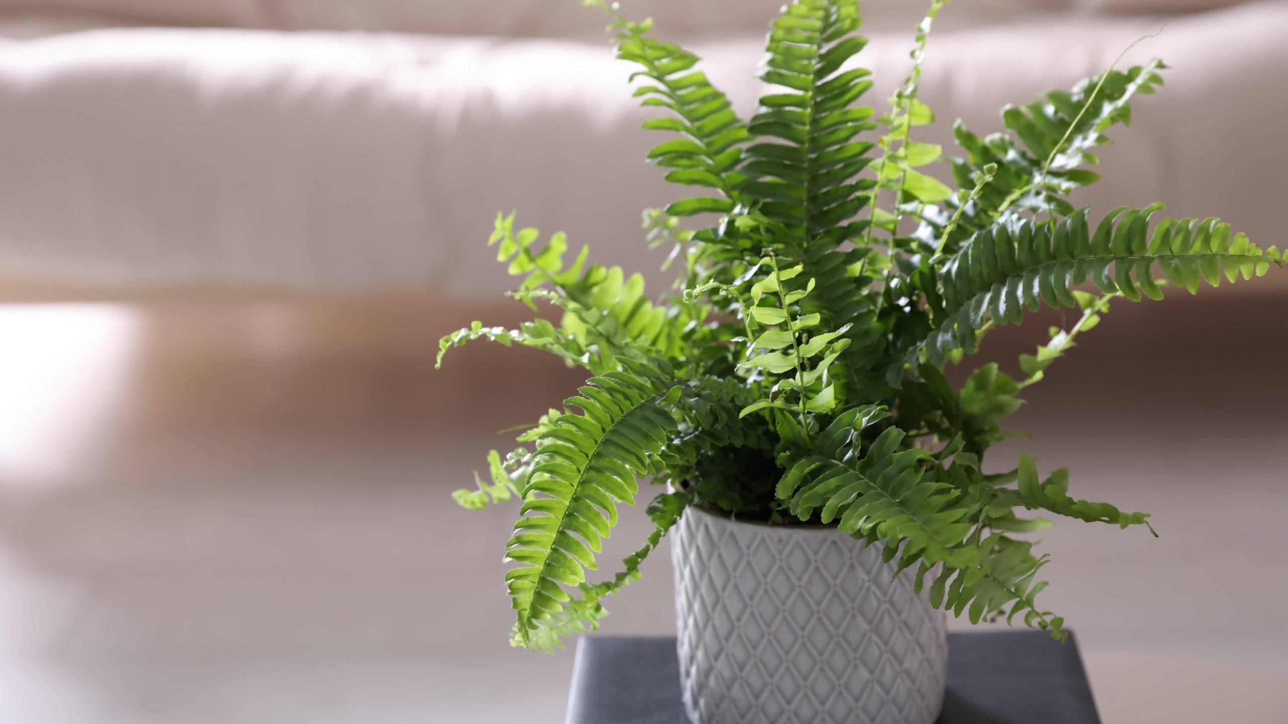 How to Overwinter Boston Ferns: 9 Pro Tips