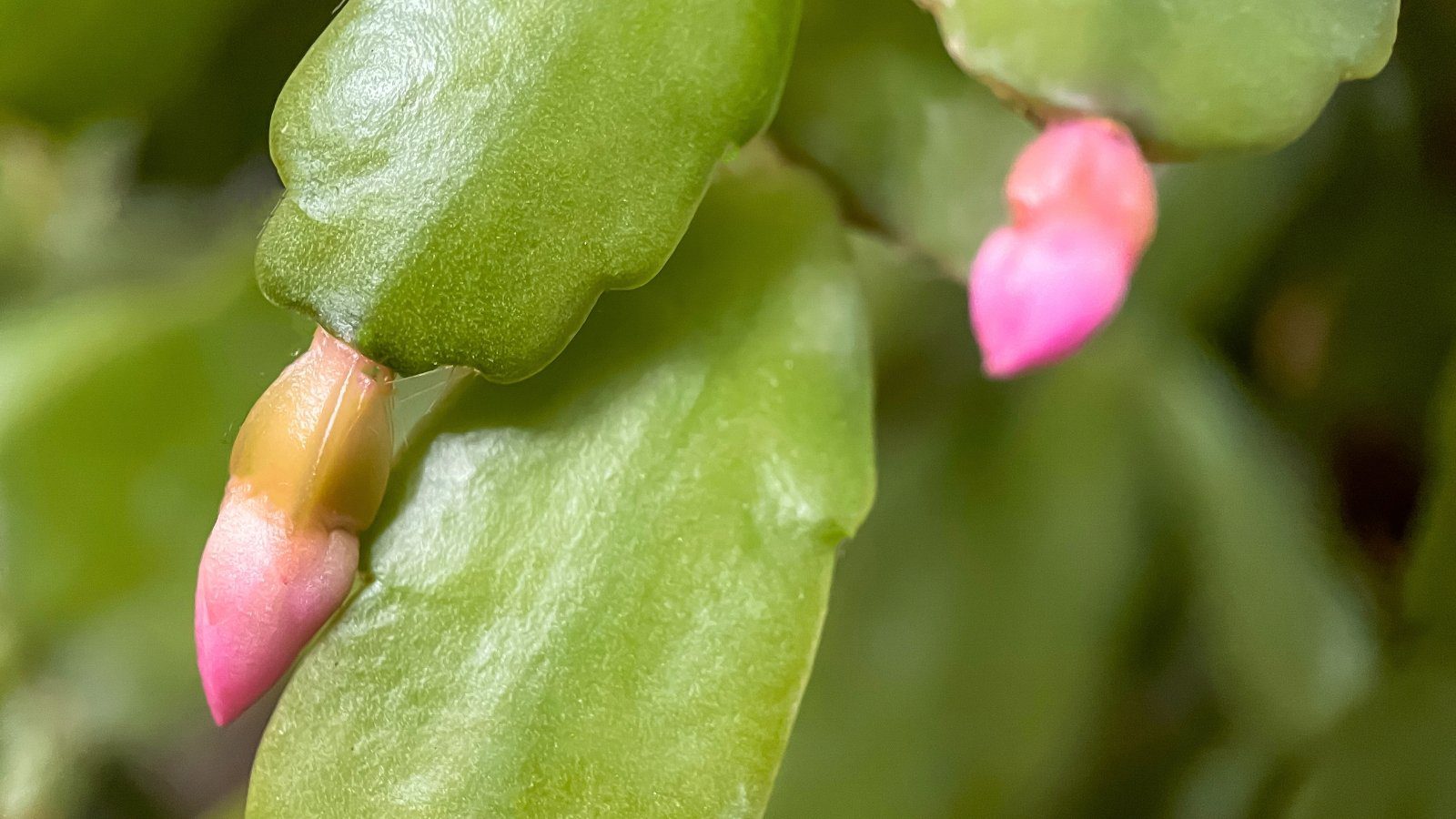 How to Prevent Buds Dropping From Your Christmas Cactus