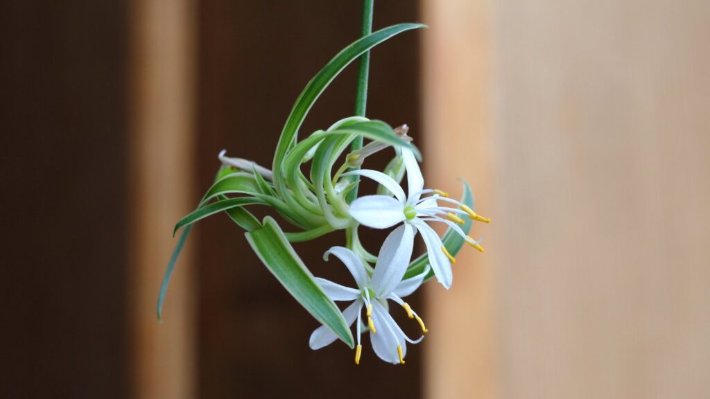 How to Root Spider Plant Babies: 7 Pro Tips