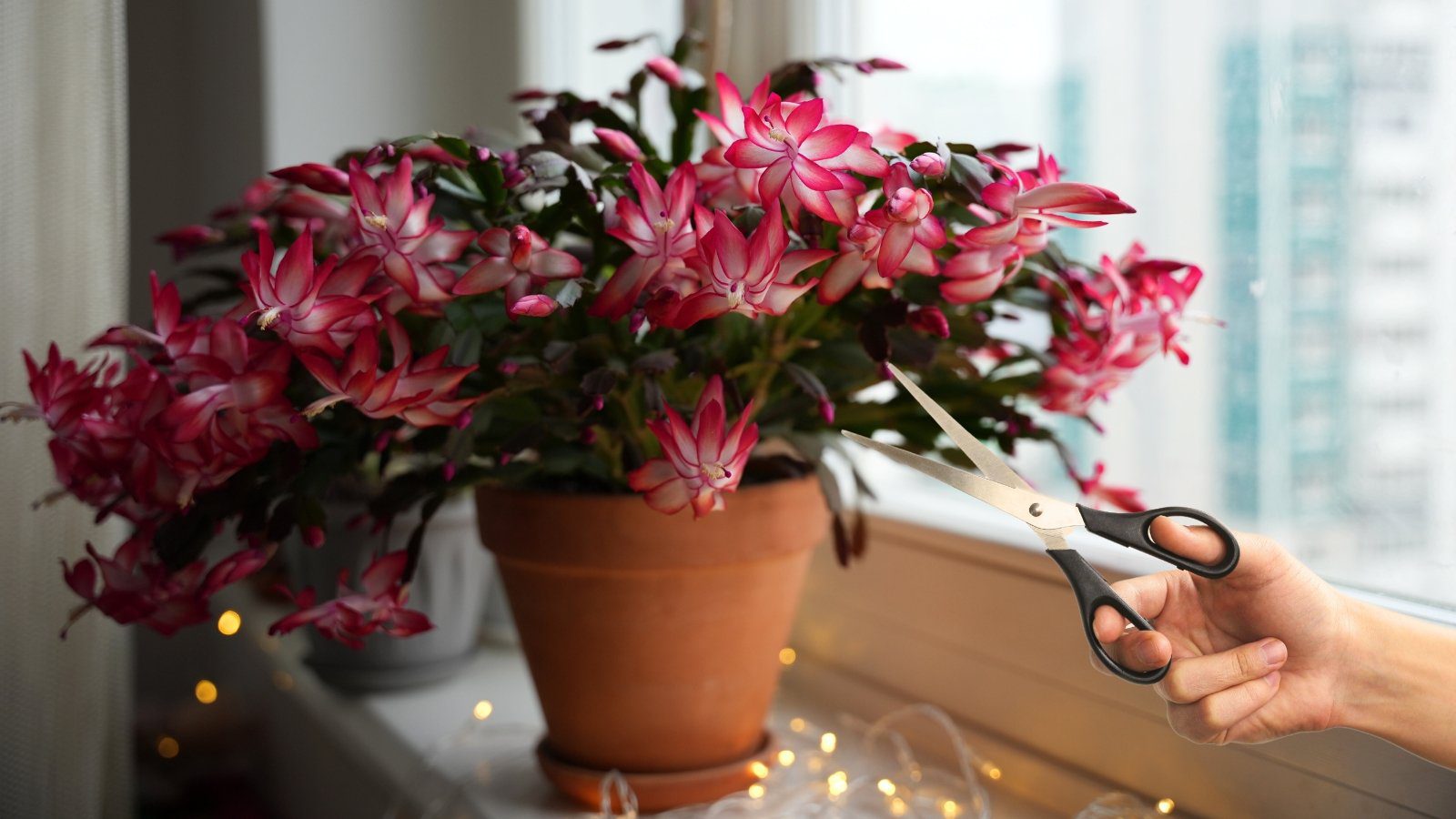 How to Trim Your Christmas Cactus for Best Flowering: 5 Pruning Tips