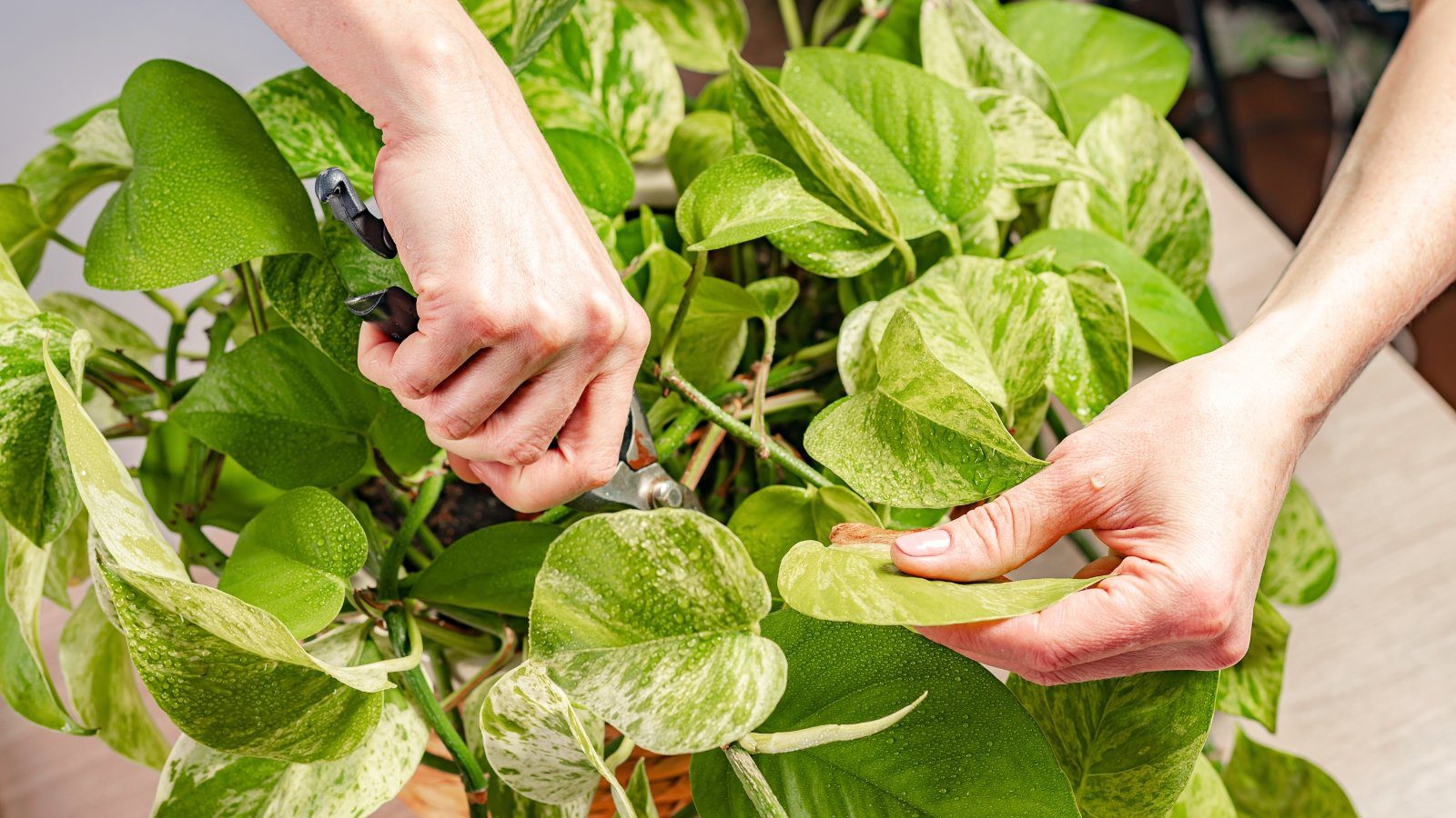 Should I Trim My Pothos? 7 Pruning Tips