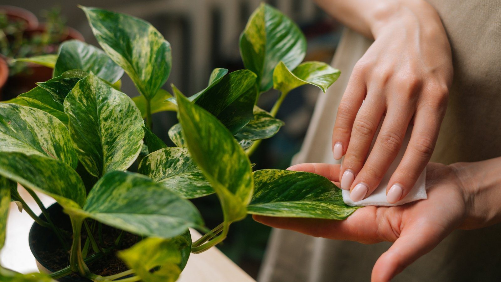 The Right Way to Clean Dusty Houseplant Leaves