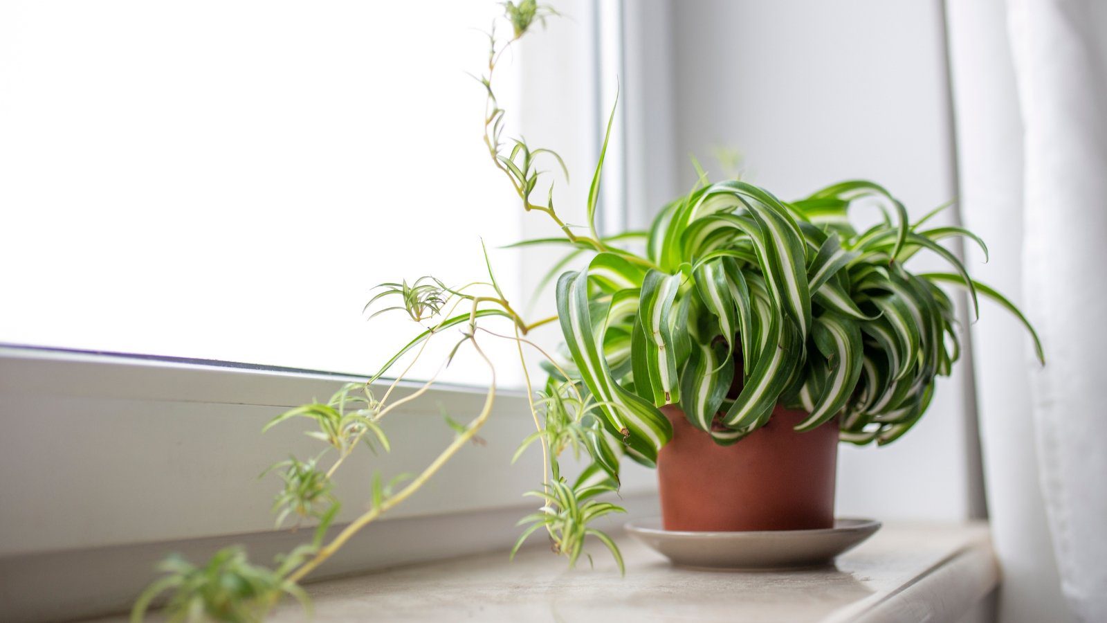 What to Do With Spider Plant Babies