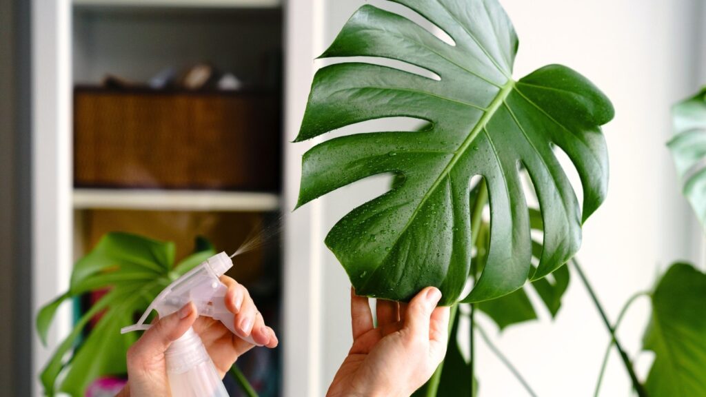 15 Houseplants That Love High Humidity