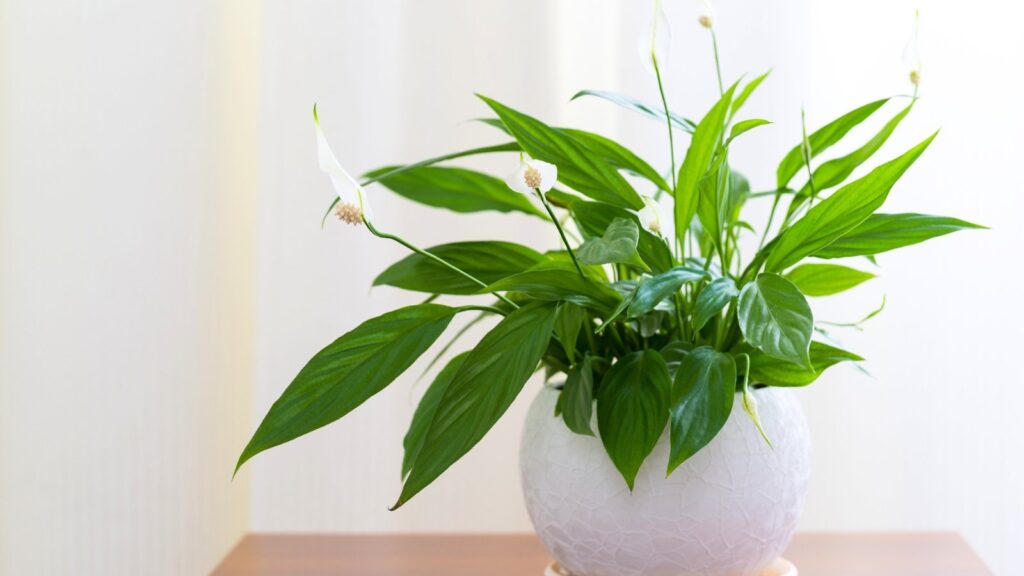 19 Best Potted Houseplants That Look Good Year-Round