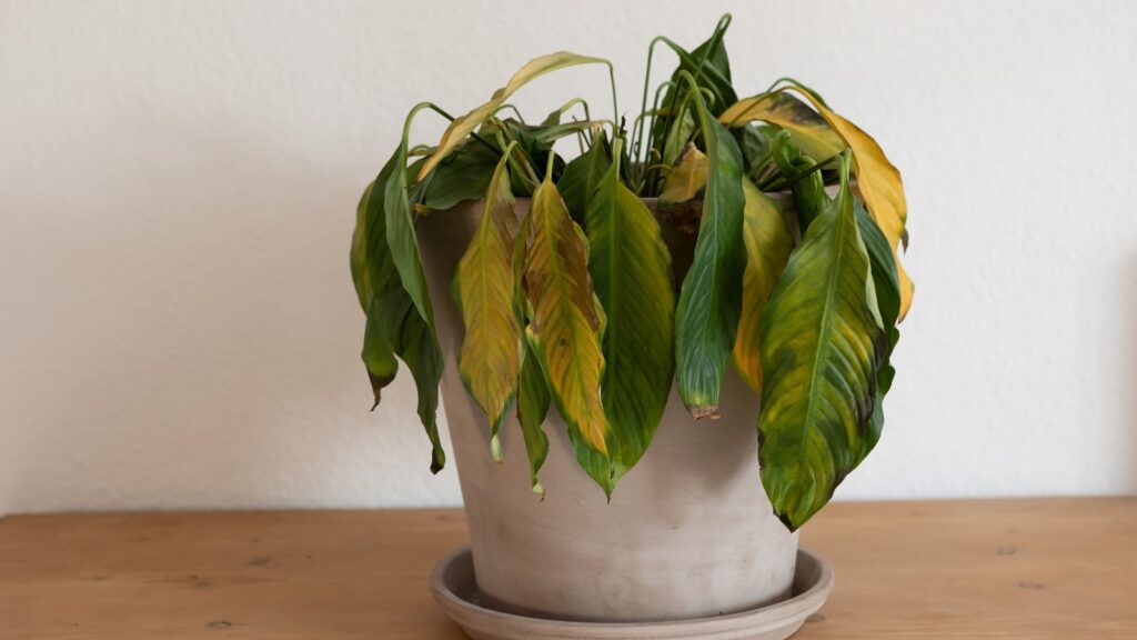 9 Signs It's Time to Throw Away Your Houseplant