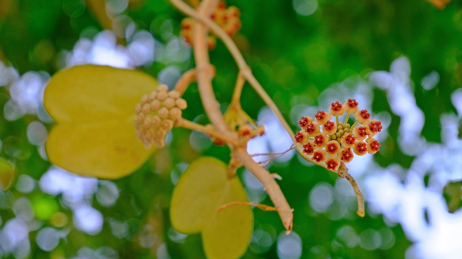 How to Encourage Your Hoya Kerrii to Bloom: 13 Pro Tips