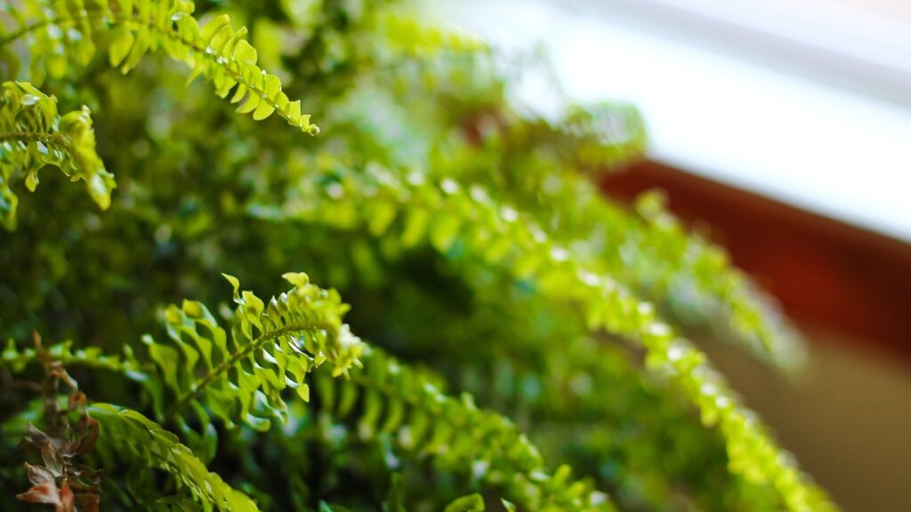 Top 13 Houseplants with Health-Boosting Effects