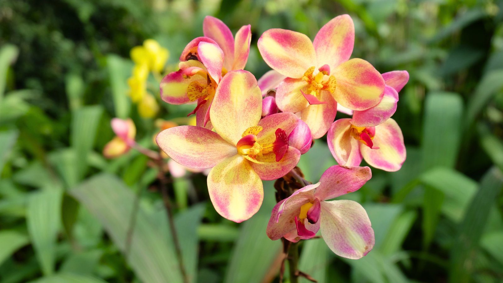 11 Orchids With Nearly Constant Blooms