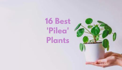 16 Best Pilea Plant Types and Varieties To Plant In Your Home – Bloombox Club