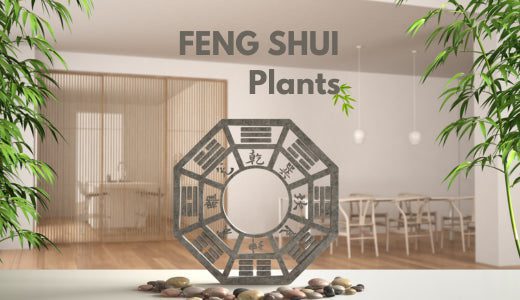 21st Century Feng Shui And Plants That Bring You Wealth – Bloombox Club