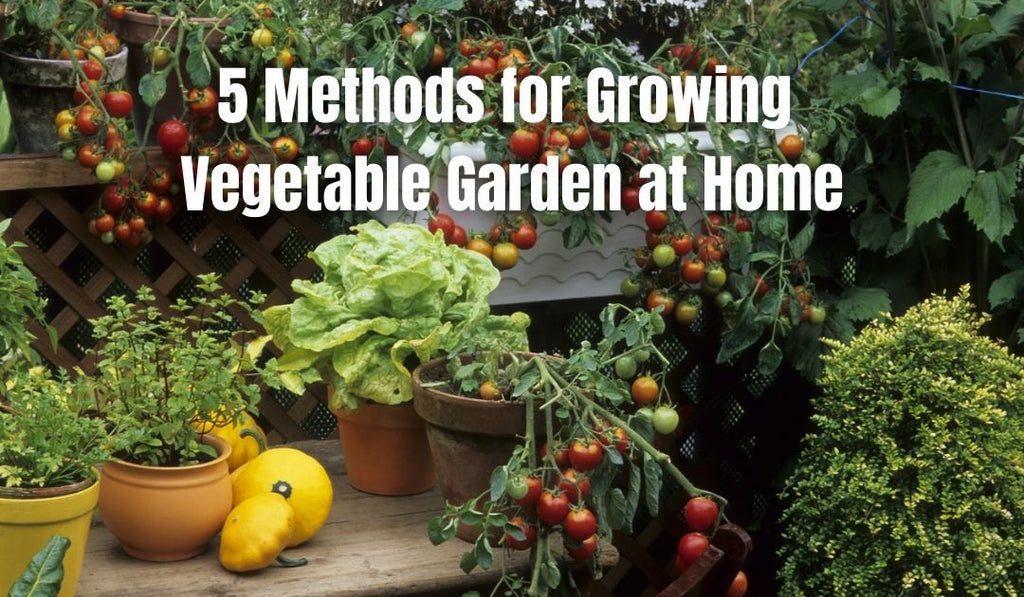 5 Methods for Growing a Vegetable Garden at Home – Pot and Bloom