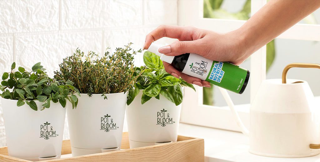 A Beginners Guide to Use Protection Spray for Plants – Pot and Bloom