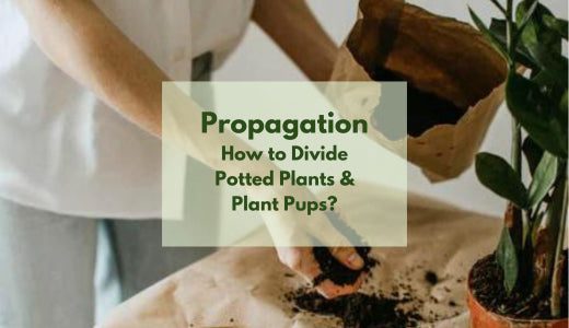 How to Divide Potted Plants & Plant Pups – Bloombox Club