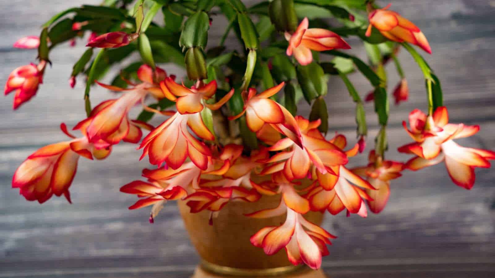 How to Easily Plant, Grow, and Care for Christmas Cactus