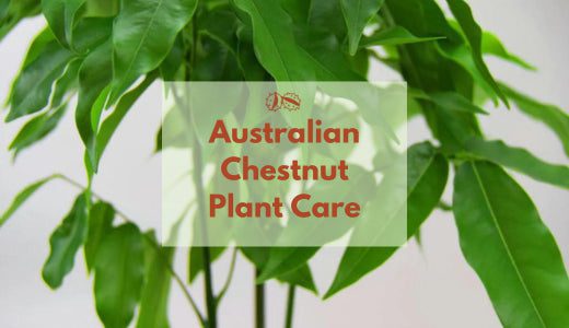 In-Depth Care for Your Australian Chestnut – Bloombox Club