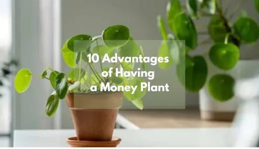 10 Advantages of Having a Money Plant – Bloombox Club