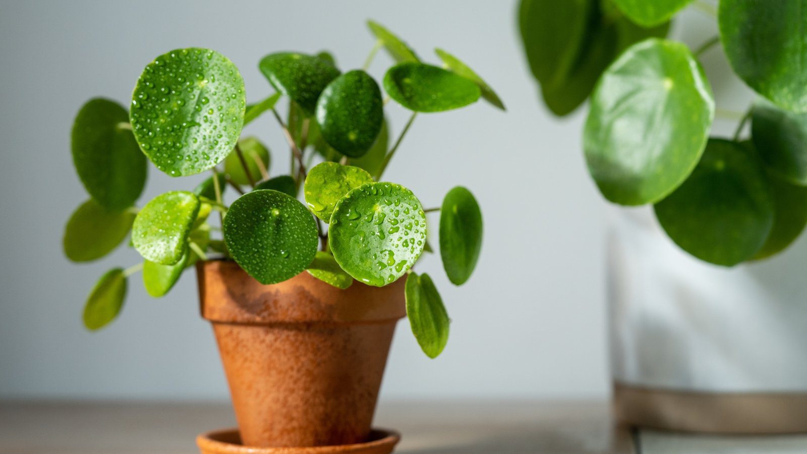 21 Forgiving Houseplants That are Easy to Keep Alive