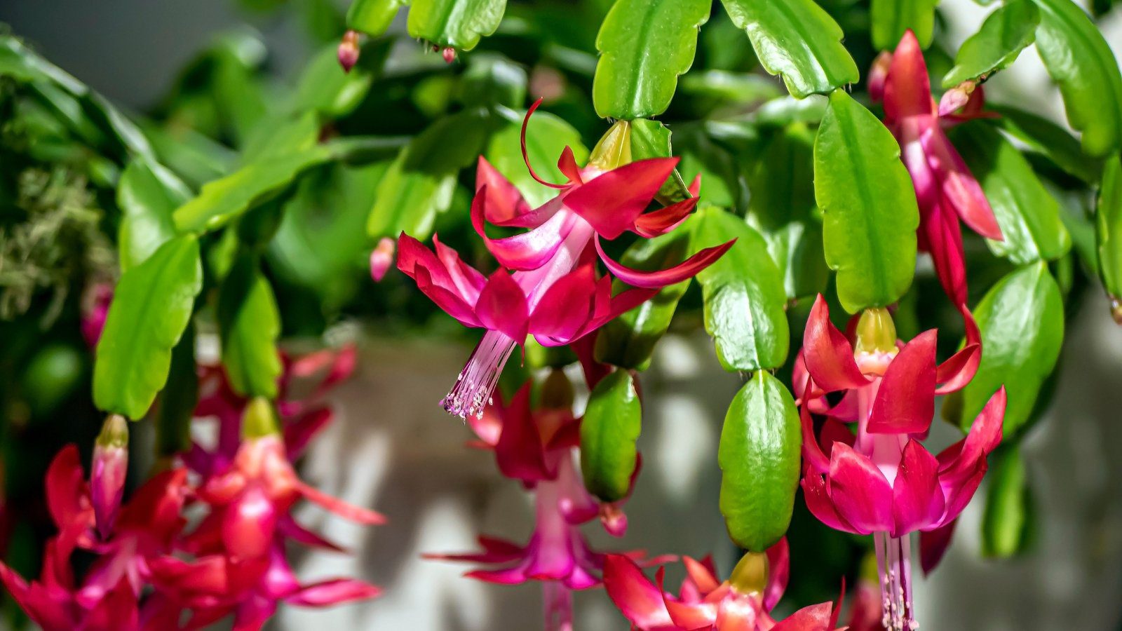 7 Signs It's Time to Prune Your Christmas Cactus