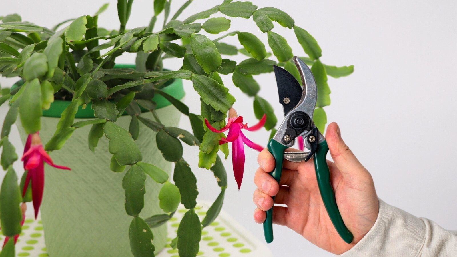 How to Prune Your Christmas Cactus in 5 Steps