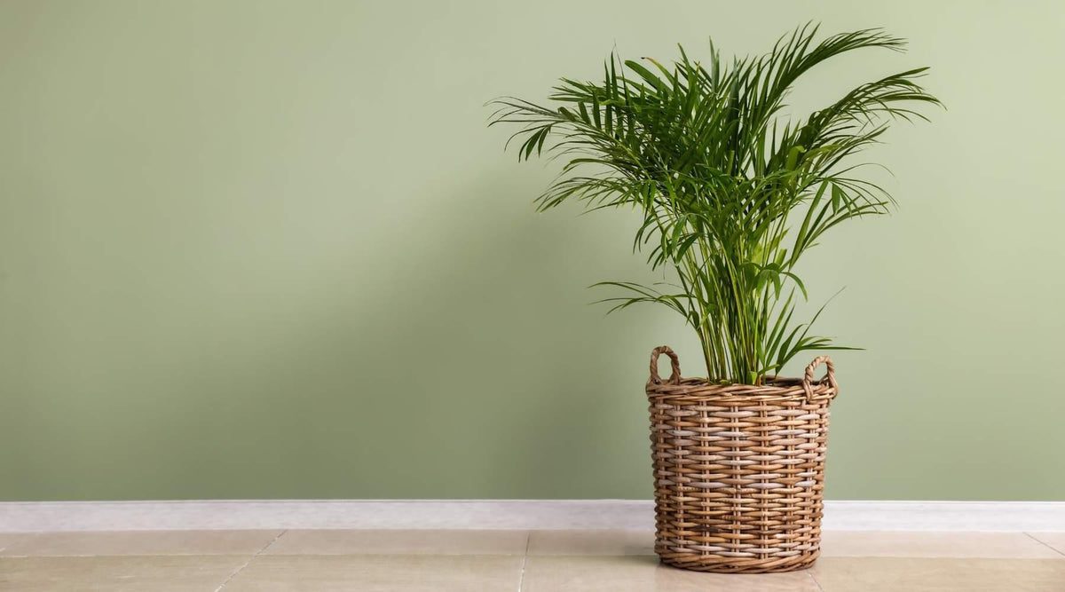 Palm Plants - How To Care For Them, Tips, And Tricks – Bloombox Club